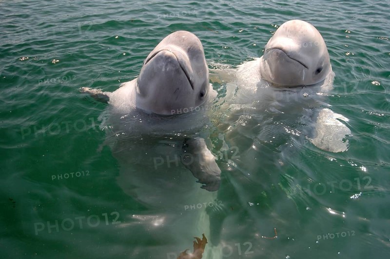 Two young Beluga Whales or White Whales (Delphinapterus leucas)