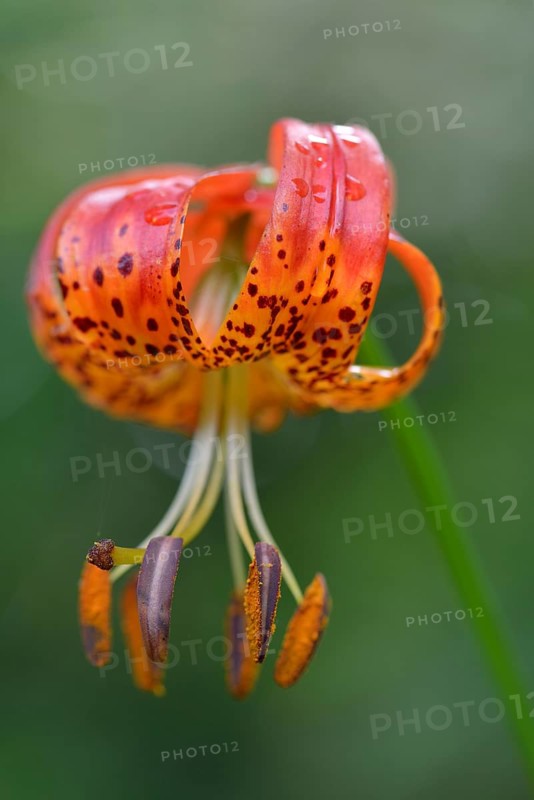 Panther Lily (Lilium pardalinum)