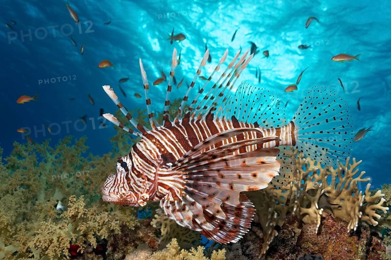 Red Lionfish (Pterois volitans)