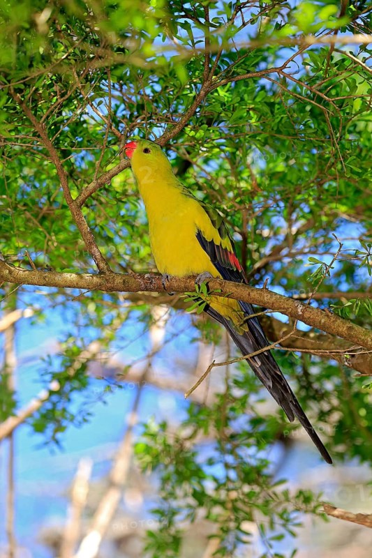 Regent Parrot (Polytelis anthopeplus)