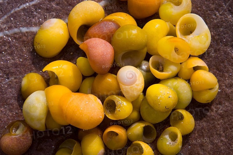 Smooth or Flat Periwinkle (Littorina obtusata)