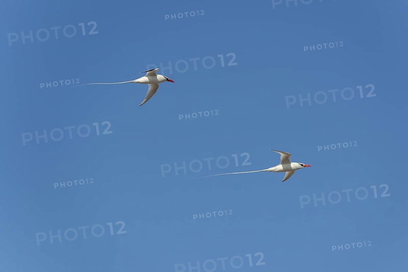 Two Red-billed Tropicbirds or Boatswain Birds (Phaeton aethereus) in flight
