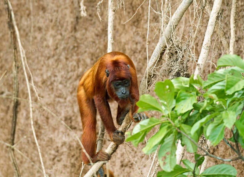 Red Howler Monkey (Alouatta seniculus)