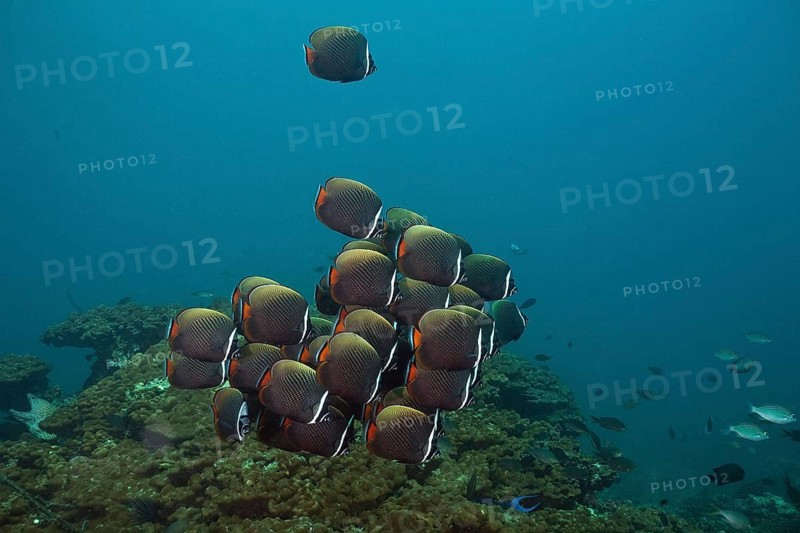 Butterflyfish (Chaetodon collare)