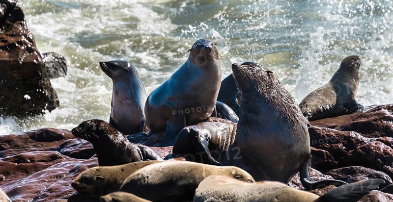 Colony of Brown Fur Seals or Cape Fur Seals (Arctocephalus pusillus)