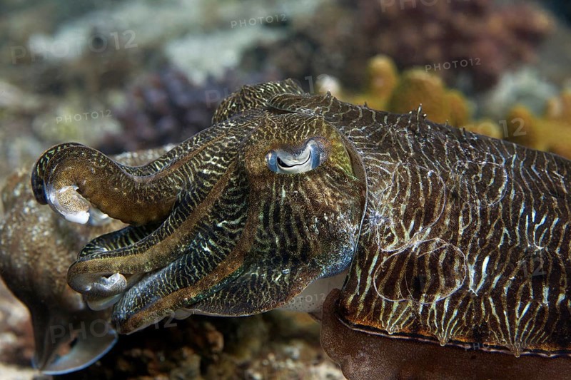 Pharaoh Cuttlefish (Sepia pharaonis)