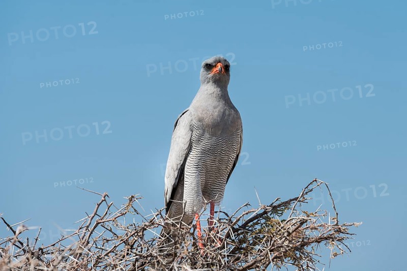 Eastern Chanting Goshawk (Melierax poliopterus) sitting in dry acacia