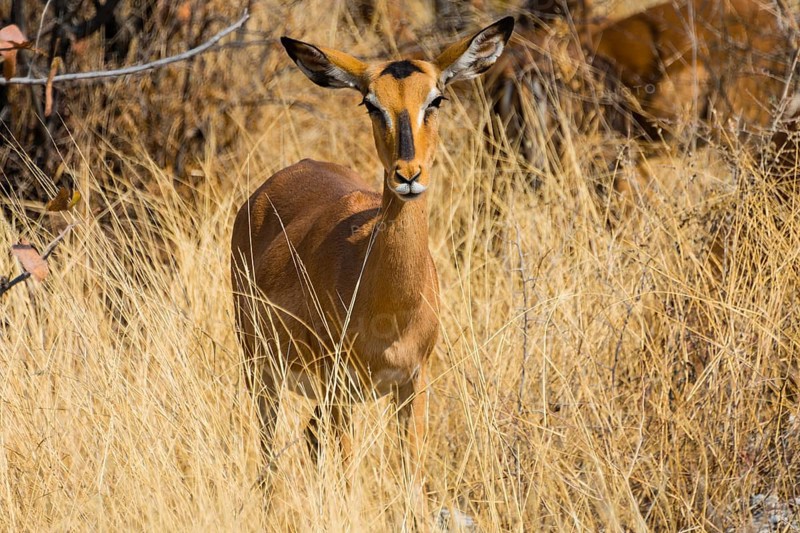 Black Faced Impala (Aepyceros melampus petersi) female standing in tall grass