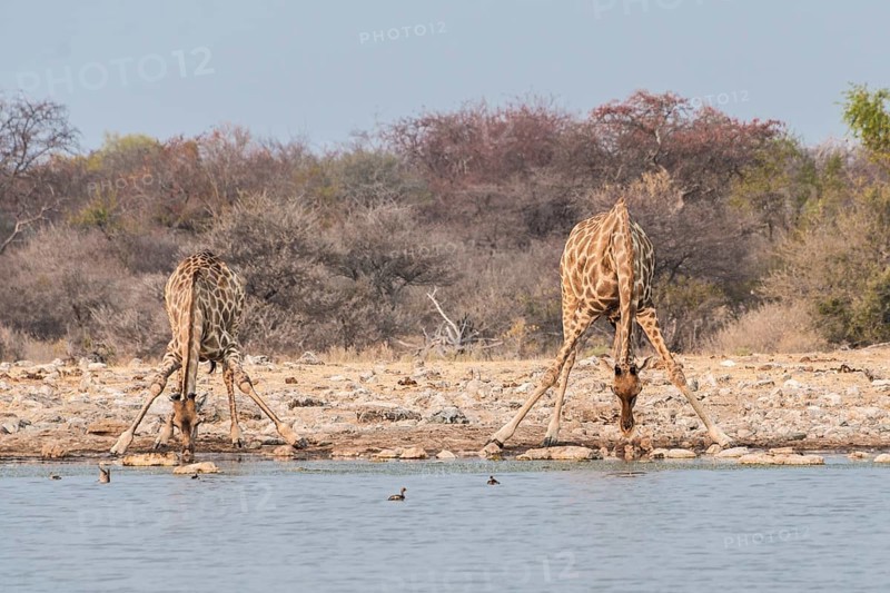 Giraffes (Giraffa camelopardis) drinking