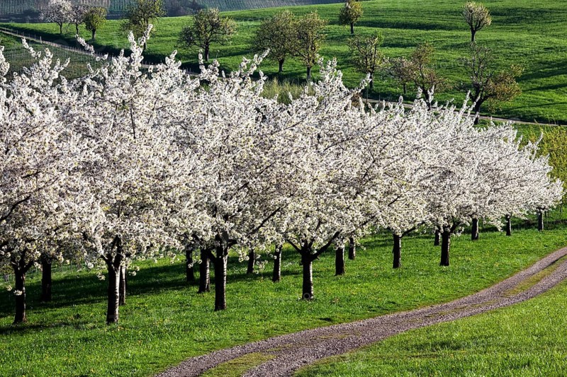 Cherry trees in full blossom