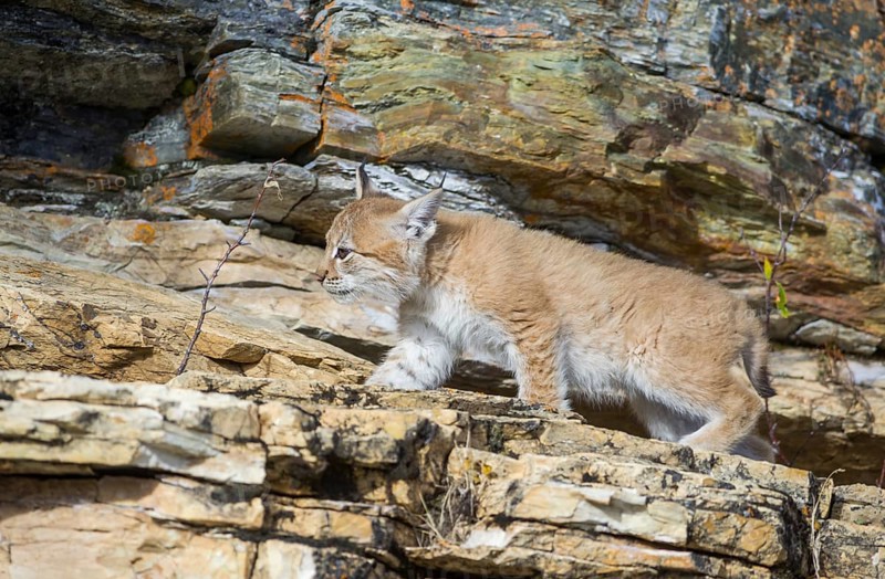 Young wild Eurasian Lynx (Lynx lynx)