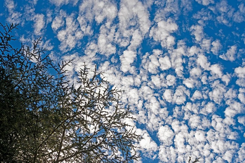 Trees with fleecy clouds