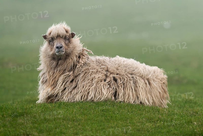 Sheep