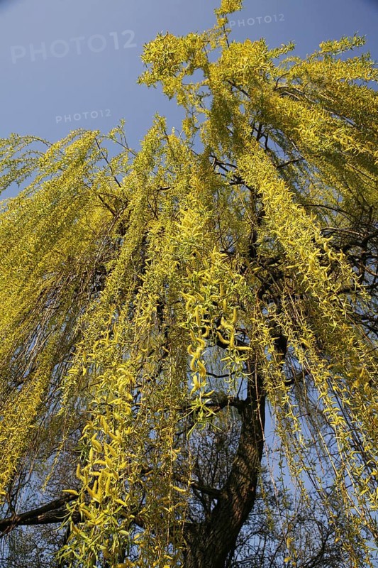 Weeping Willow (Salix babylonica)