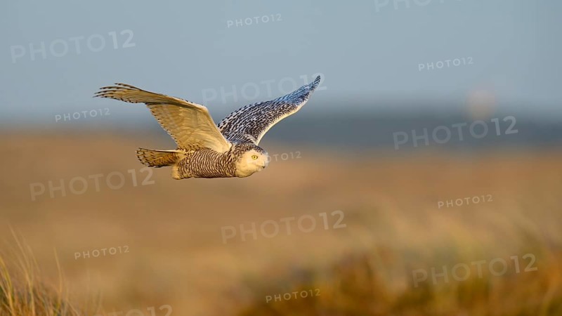 Snowy Owl (Bubo scandiacus)