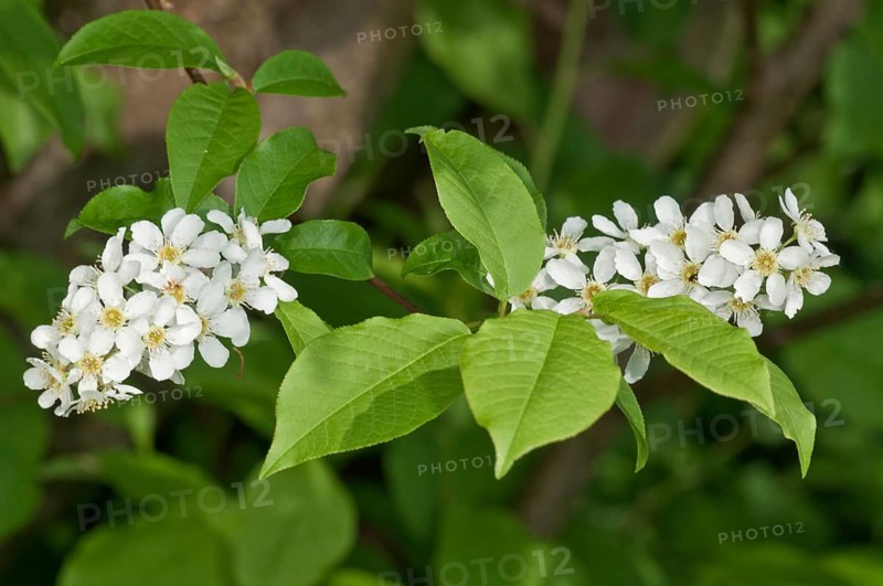 Bird Cherry or Hackberry (Prunus padus)