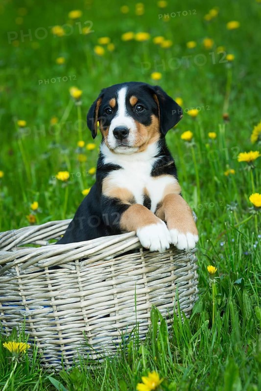 Greater Swiss Mountain Dog