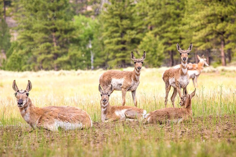 Pronghorns (Antilocapra americana)