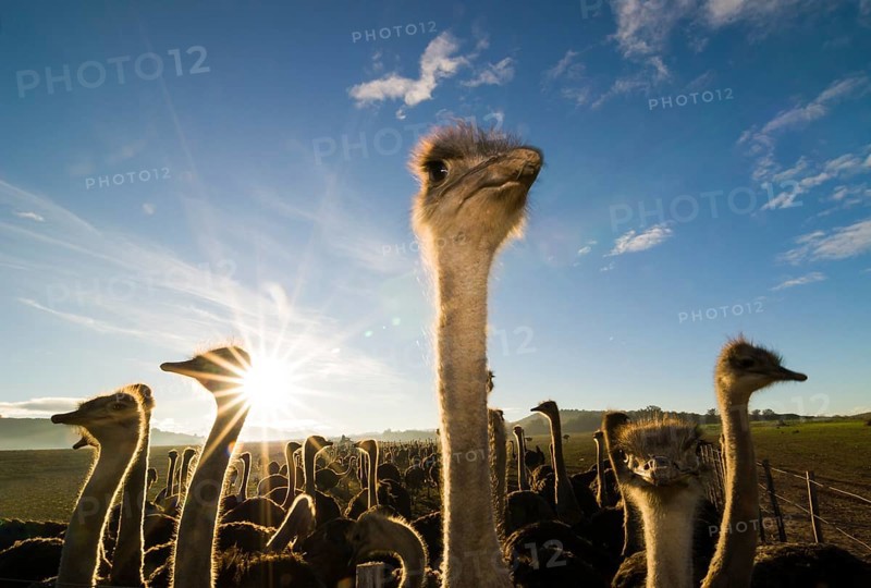 African Ostriches (Struthio camelus)