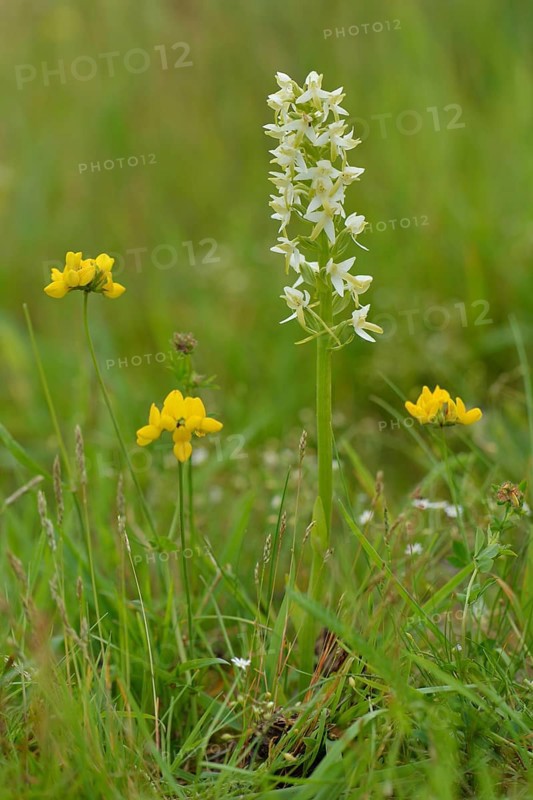 Lesser Butterfly Orchid (Platanthera bifolia)