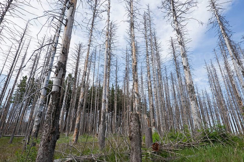 Dead Spruce Trees (Picea abies) after infestation and herbivory of the Eight-toothed Spruce Bark Beetle (Ips typographus)
