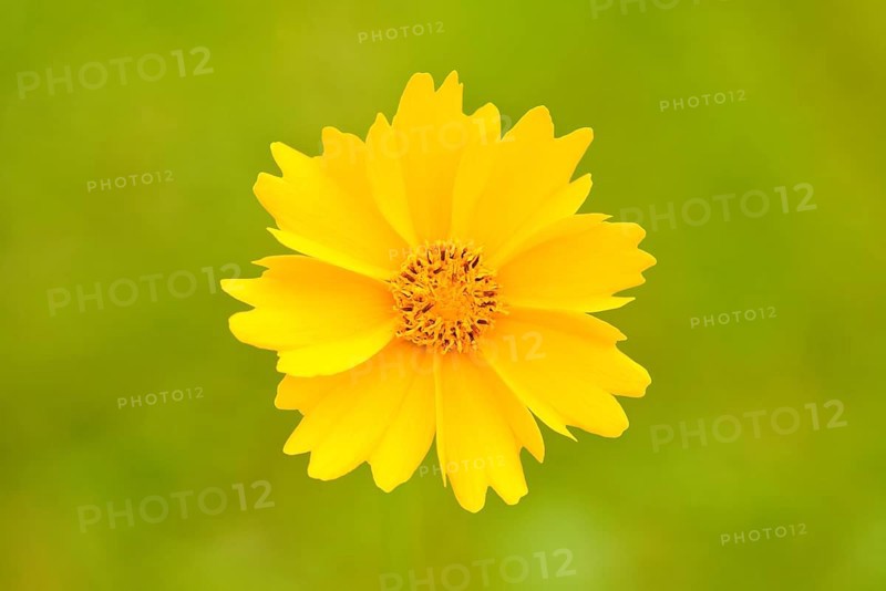 Calliopsis (Coreopsis sp.)