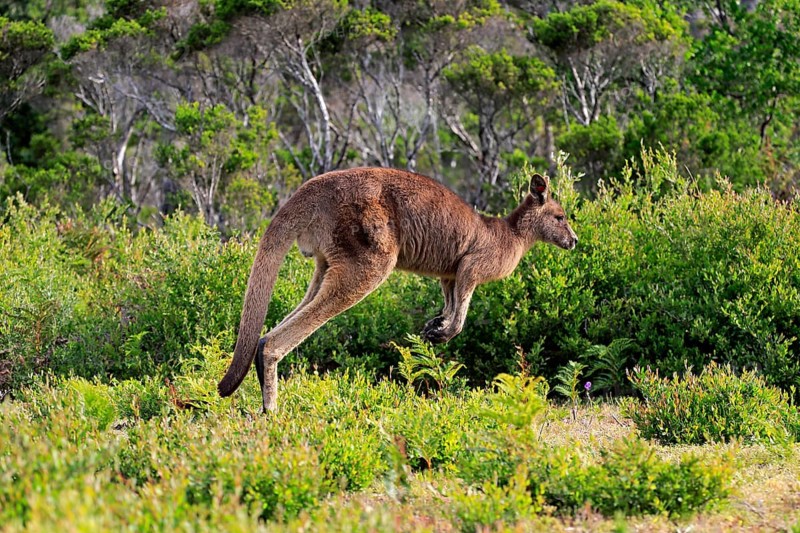 Eastern Grey Kangaroo (Macropus giganteus)