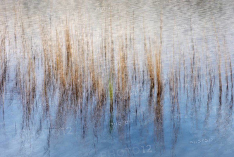 Reed stalks in water