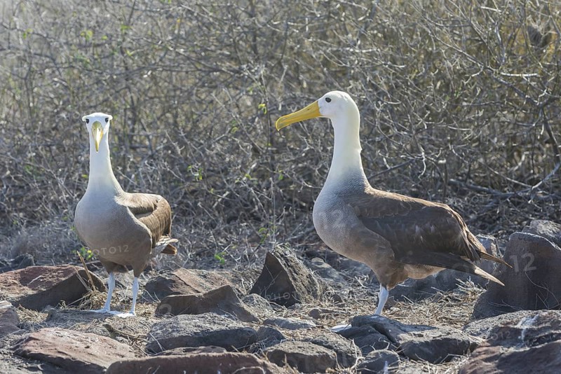 Waved Albatrosses or Galapagos Albatrosses (Phoebastria irrorata)