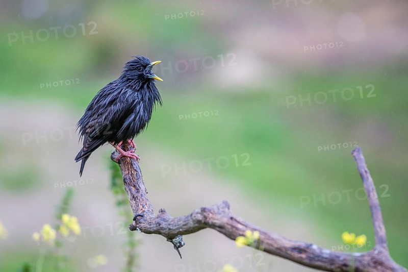 Spotless Starling (Sturnus unicolor)