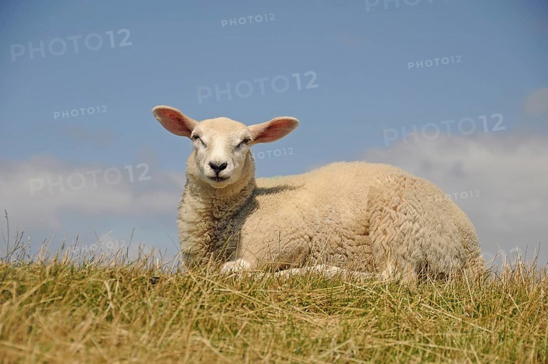 Young sheep resting on a dyke