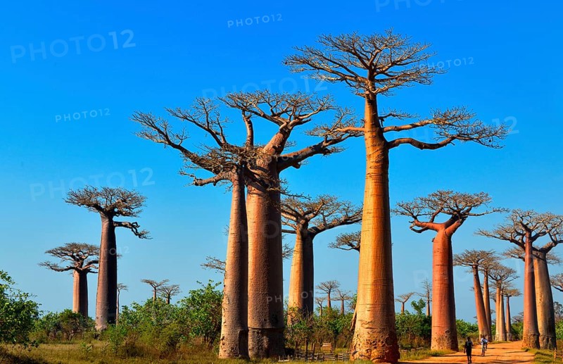 Baobab trees (Adansonia grandidieri)