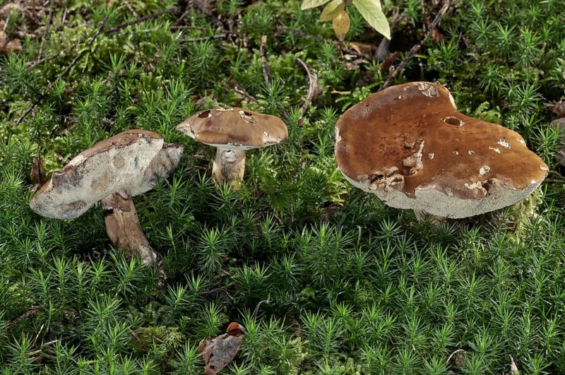 Bay Bolete (Xerocomus badius)