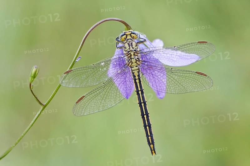 Western Clubtail (Gomphus pulchellus) on a Spreading Bellflower (Campanula patula)