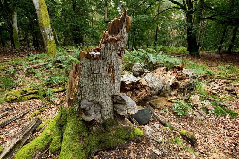 Dead and fallen beech (Fagus sylvatica)