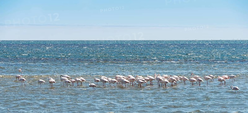 American Flamingoes (Phoenicopterus ruber)