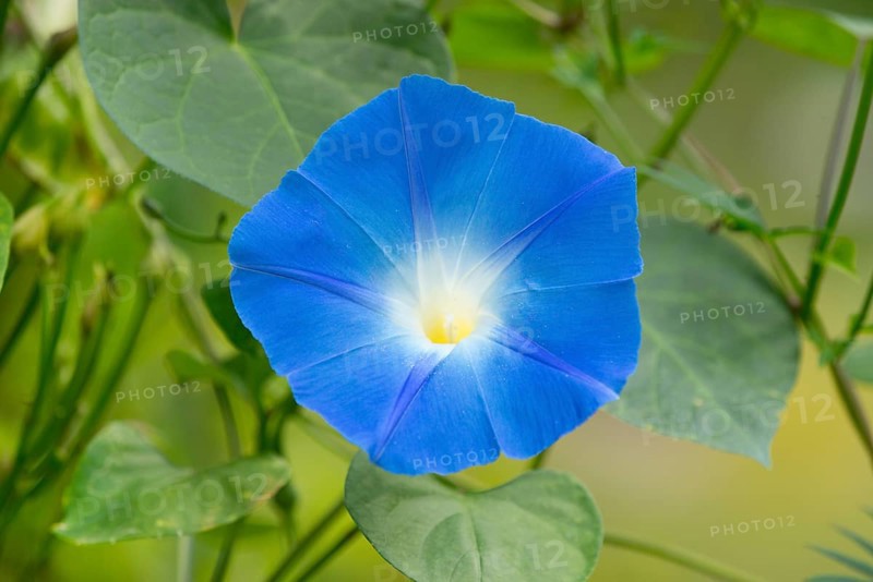 Heavenly Blue Morning Glory (Ipomoea tricolor)