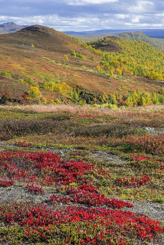 Vegetation in autumn colours