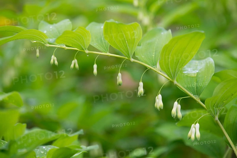 Solomon's Seal or Eurasian Solomon's Seal (Polygonatum multiflorum)