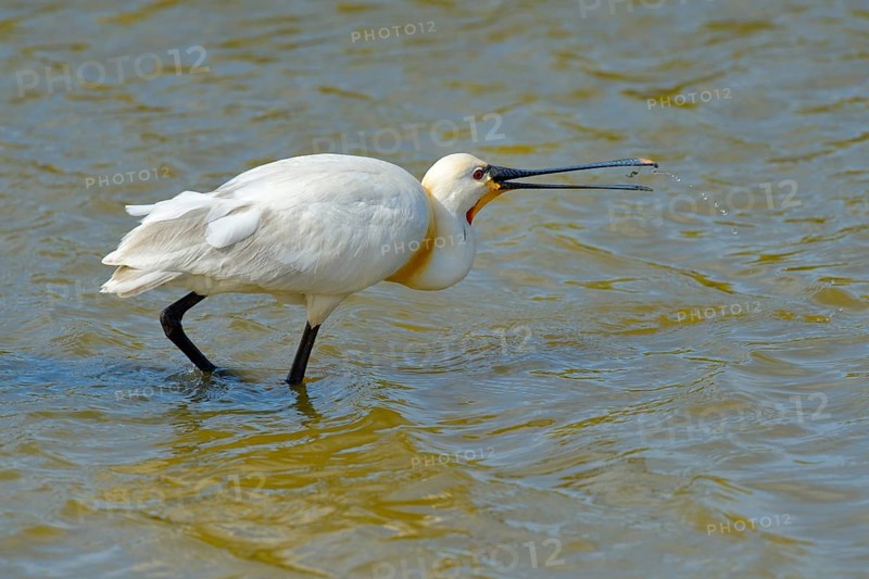 Spoonbill (Platalea leucorodia)