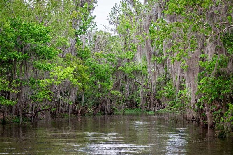 Spanish Moss (Tillandsia usneoides) growing on trees