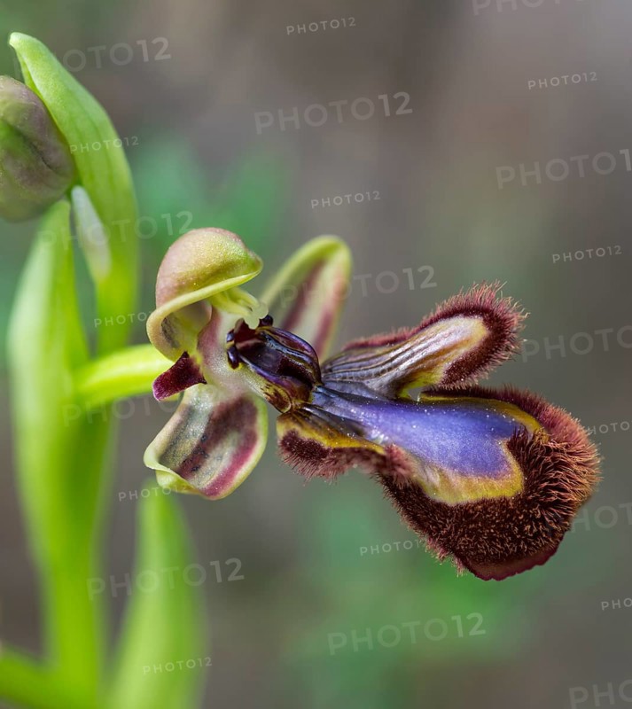 Mirror Orchid (Ophrys speculum)