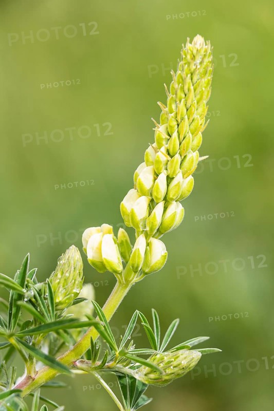 Bigleaf Lupine or Garden Lupine (Lupinus polyphyllus)
