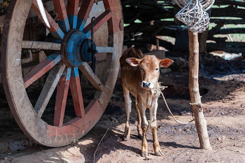 Calf