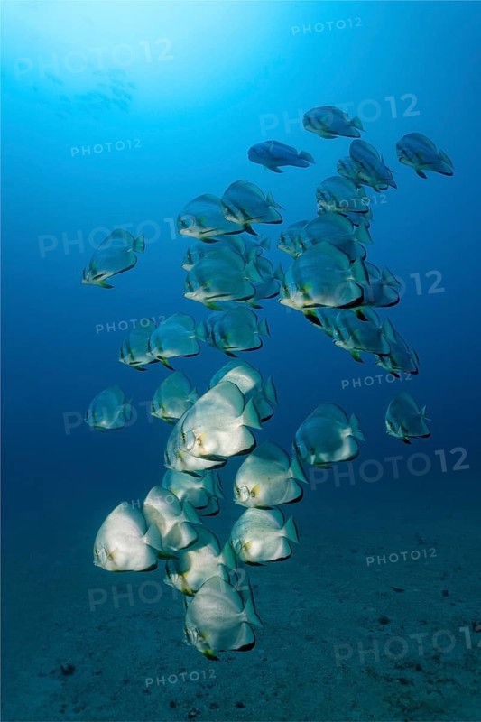 School of teira batfish (Platax teira)
