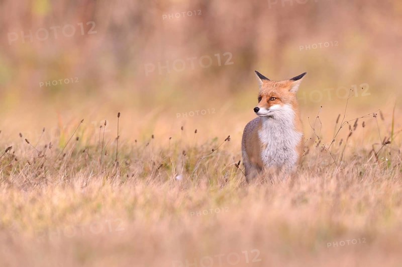 Red Fox (Vulpes vulpes) on a meadow in autumn
