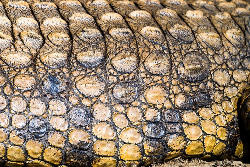Nile Crocodile (Crocodylus niloticus)