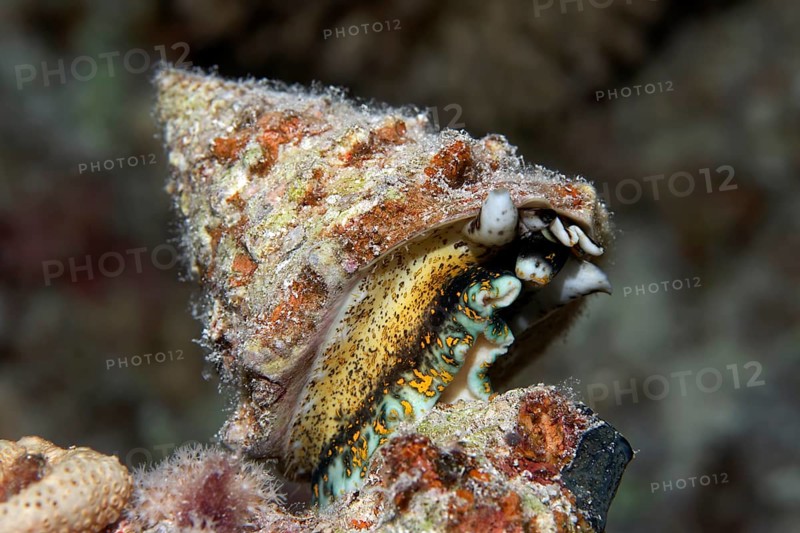 Top snail (Trochidae)