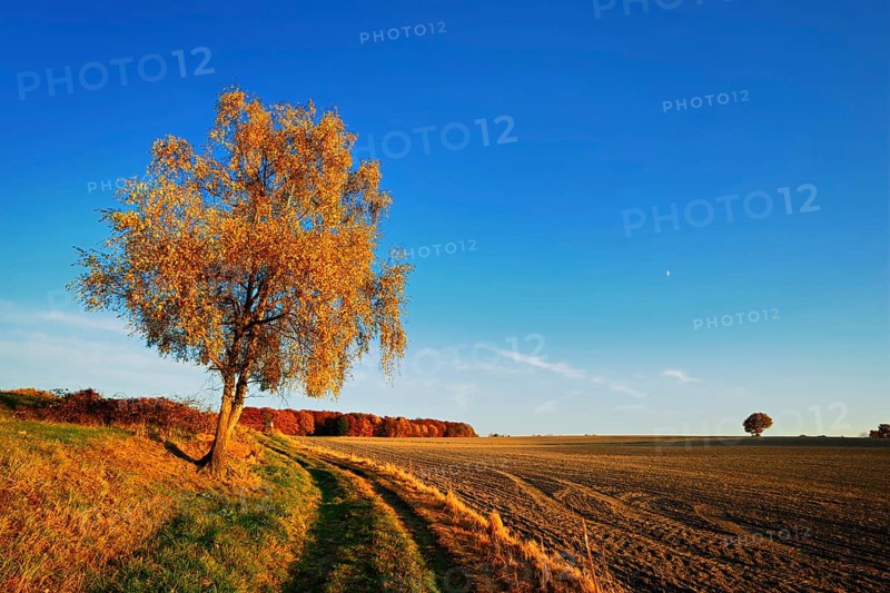 Field landscape in autumn