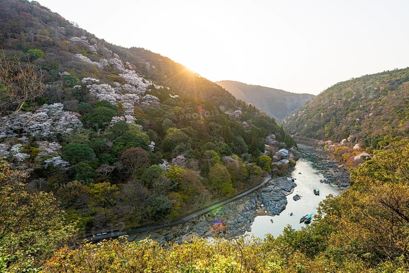 Blossoming cherry trees on the Katsura River
